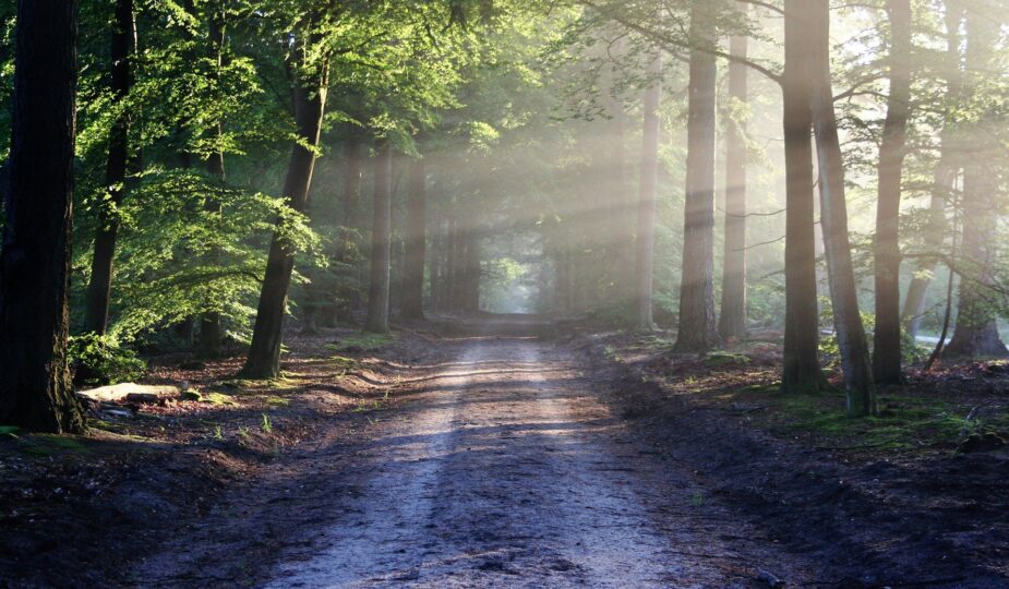 Bos met een pad en het licht die door de bomen schijnt