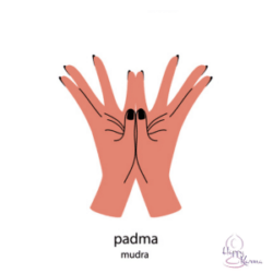 Een illustratie van twee handen in de padma mudra, waarbij de handpalmen elkaar raken en de vingers wijd gespreid zijn, zoals de bloemblaadjes van een lotus.